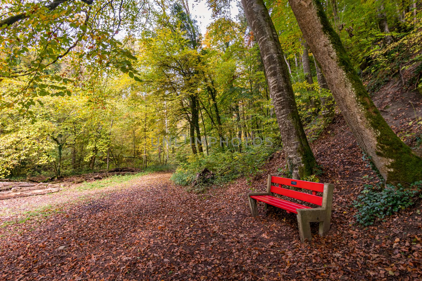 Fantastic autumn hike along the Aachtobel to the Hohenbodman observation tower near Lake Constance