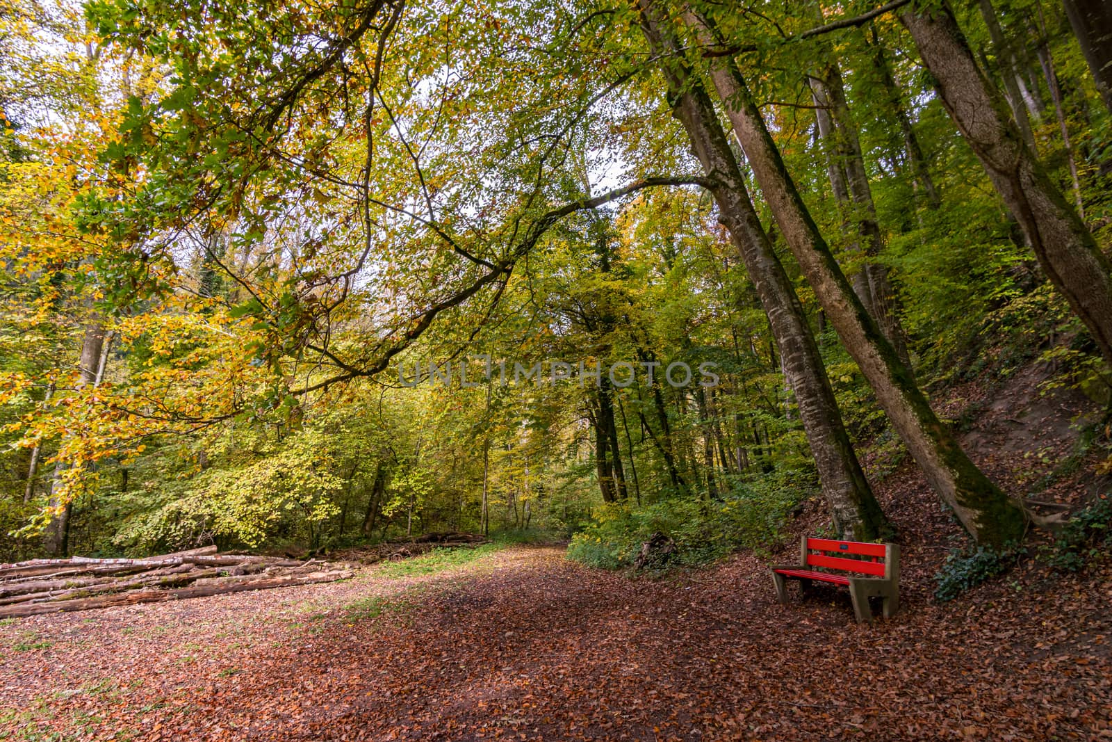 Fantastic autumn hike along the Aachtobel to the Hohenbodman observation tower by mindscapephotos