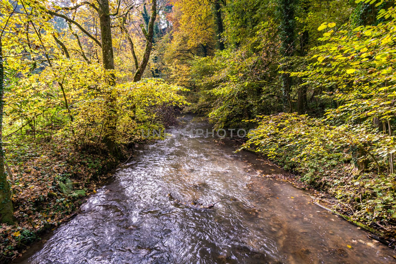 Fantastic autumn hike along the Aachtobel to the Hohenbodman observation tower by mindscapephotos