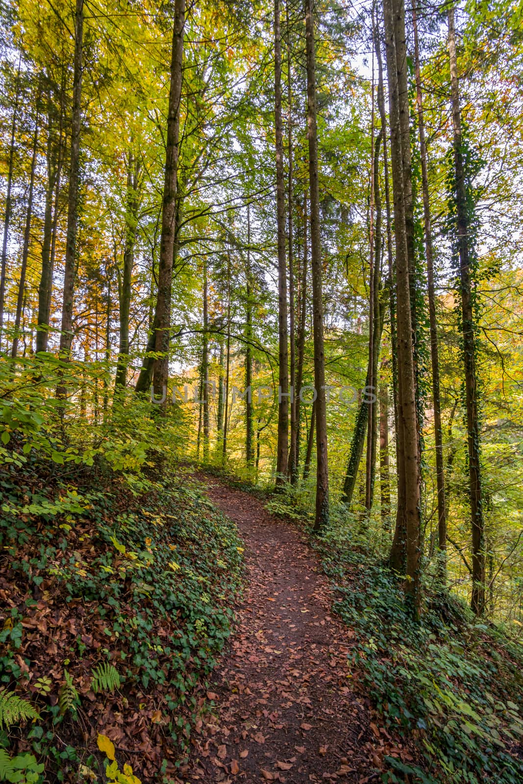 Fantastic autumn hike along the Aachtobel to the Hohenbodman observation tower by mindscapephotos