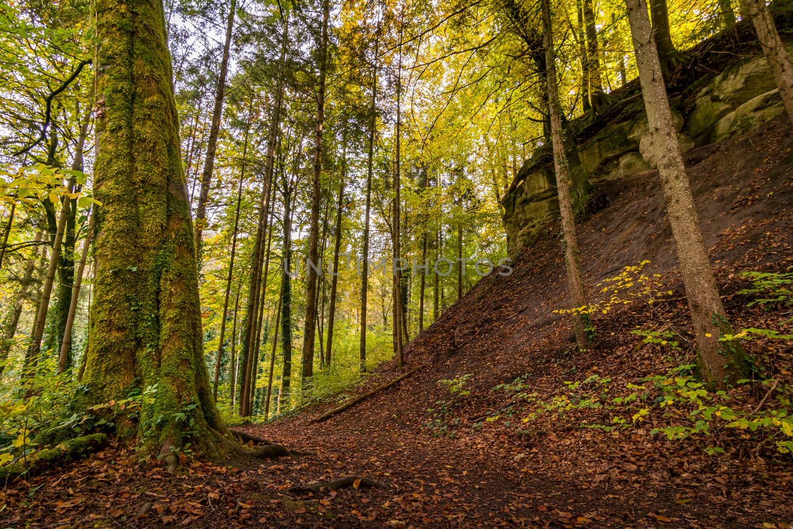 Fantastic autumn hike along the Aachtobel to the Hohenbodman observation tower by mindscapephotos