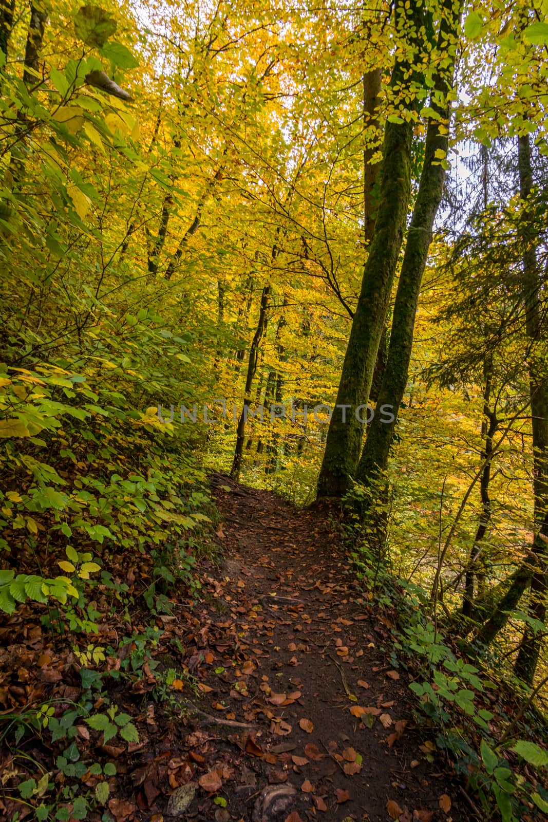 Fantastic autumn hike along the Aachtobel to the Hohenbodman observation tower by mindscapephotos