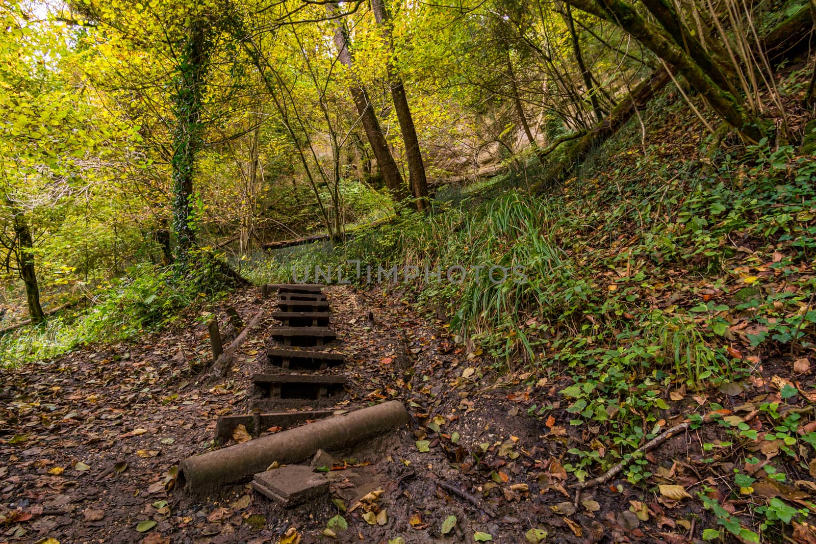 Fantastic autumn hike along the Aachtobel to the Hohenbodman observation tower near Lake Constance