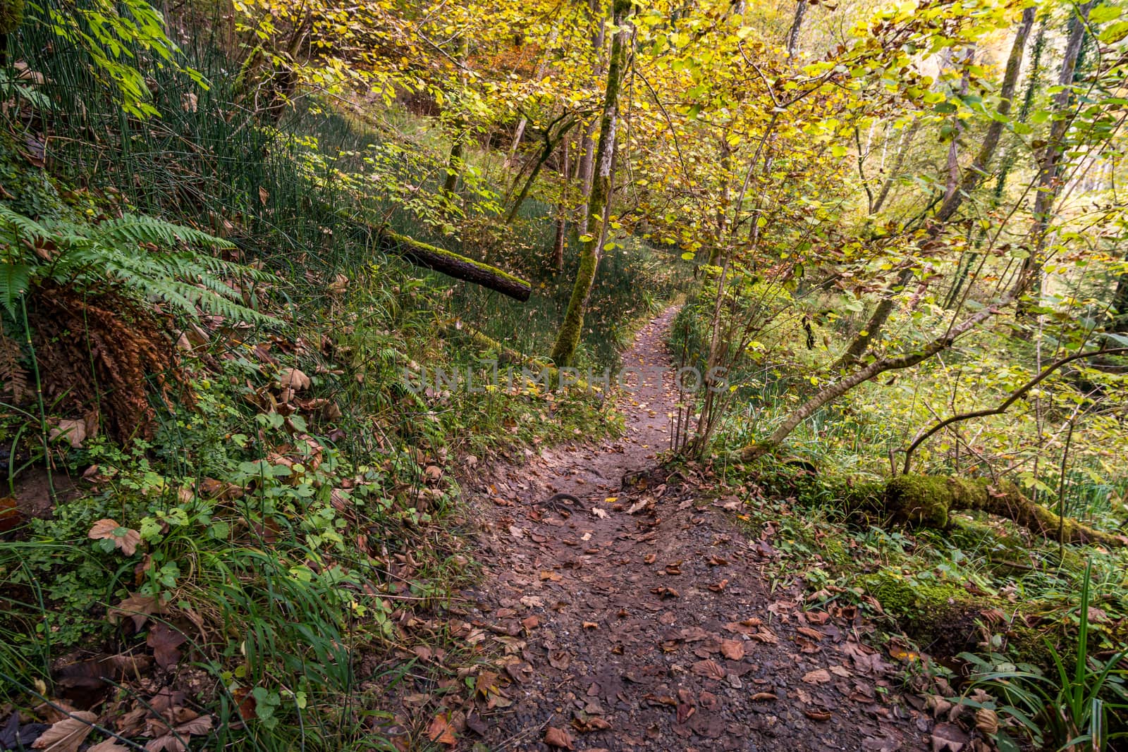 Fantastic autumn hike along the Aachtobel to the Hohenbodman observation tower by mindscapephotos