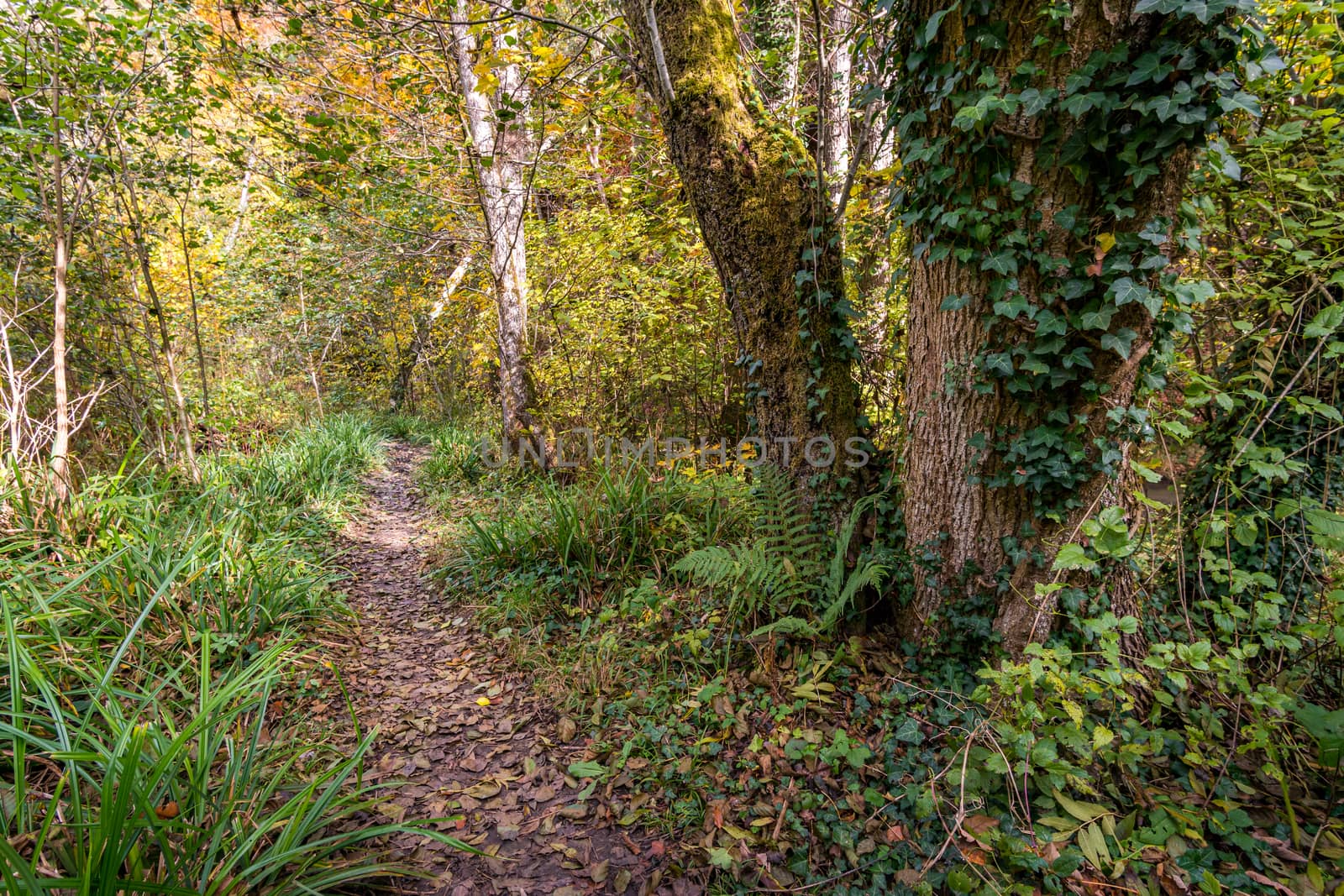 Fantastic autumn hike along the Aachtobel to the Hohenbodman observation tower by mindscapephotos