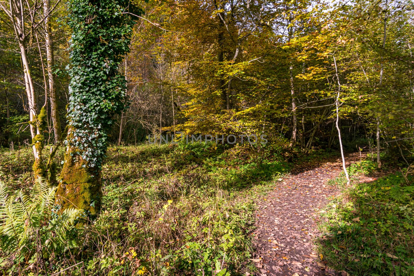 Fantastic autumn hike along the Aachtobel to the Hohenbodman observation tower by mindscapephotos