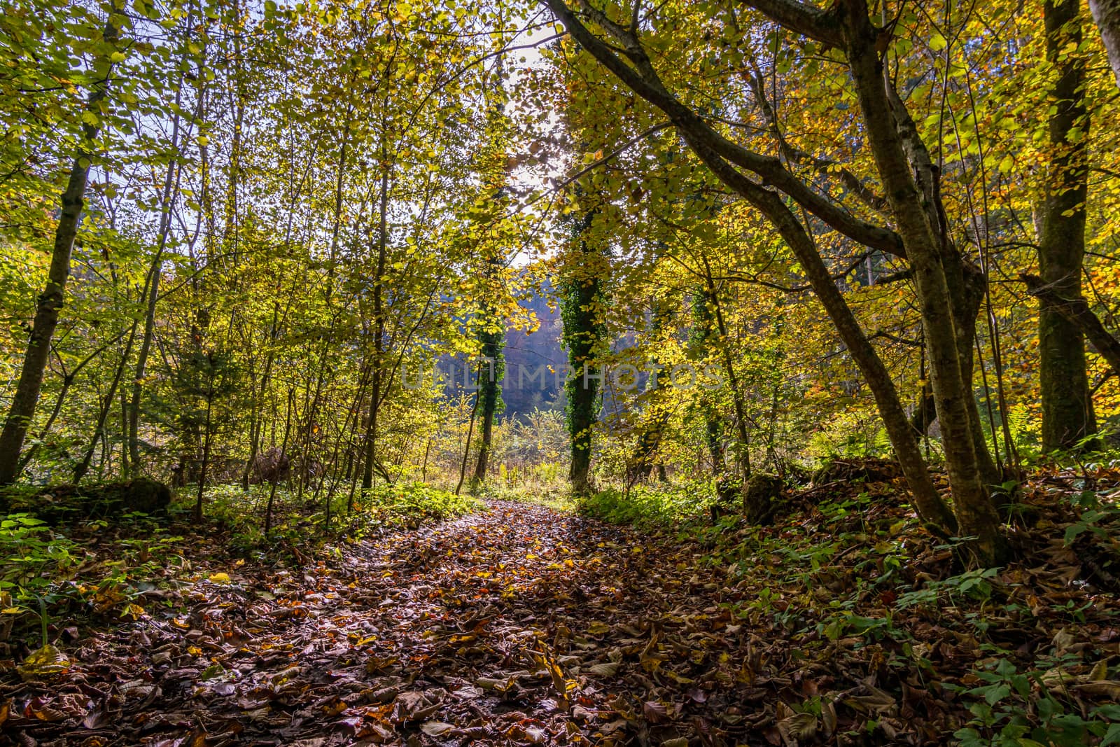 Fantastic autumn hike along the Aachtobel to the Hohenbodman observation tower near Lake Constance