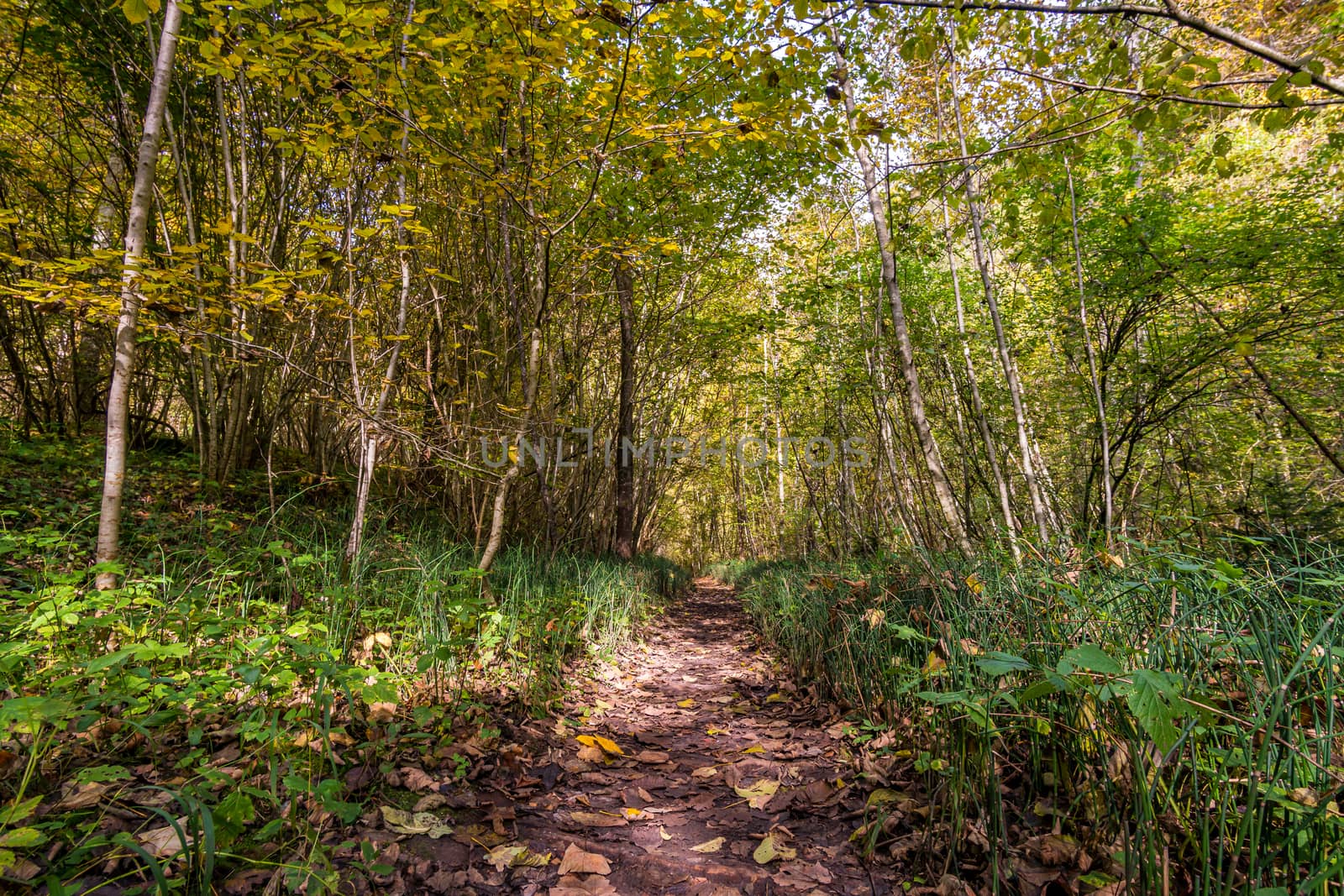 Fantastic autumn hike along the Aachtobel to the Hohenbodman observation tower near Lake Constance