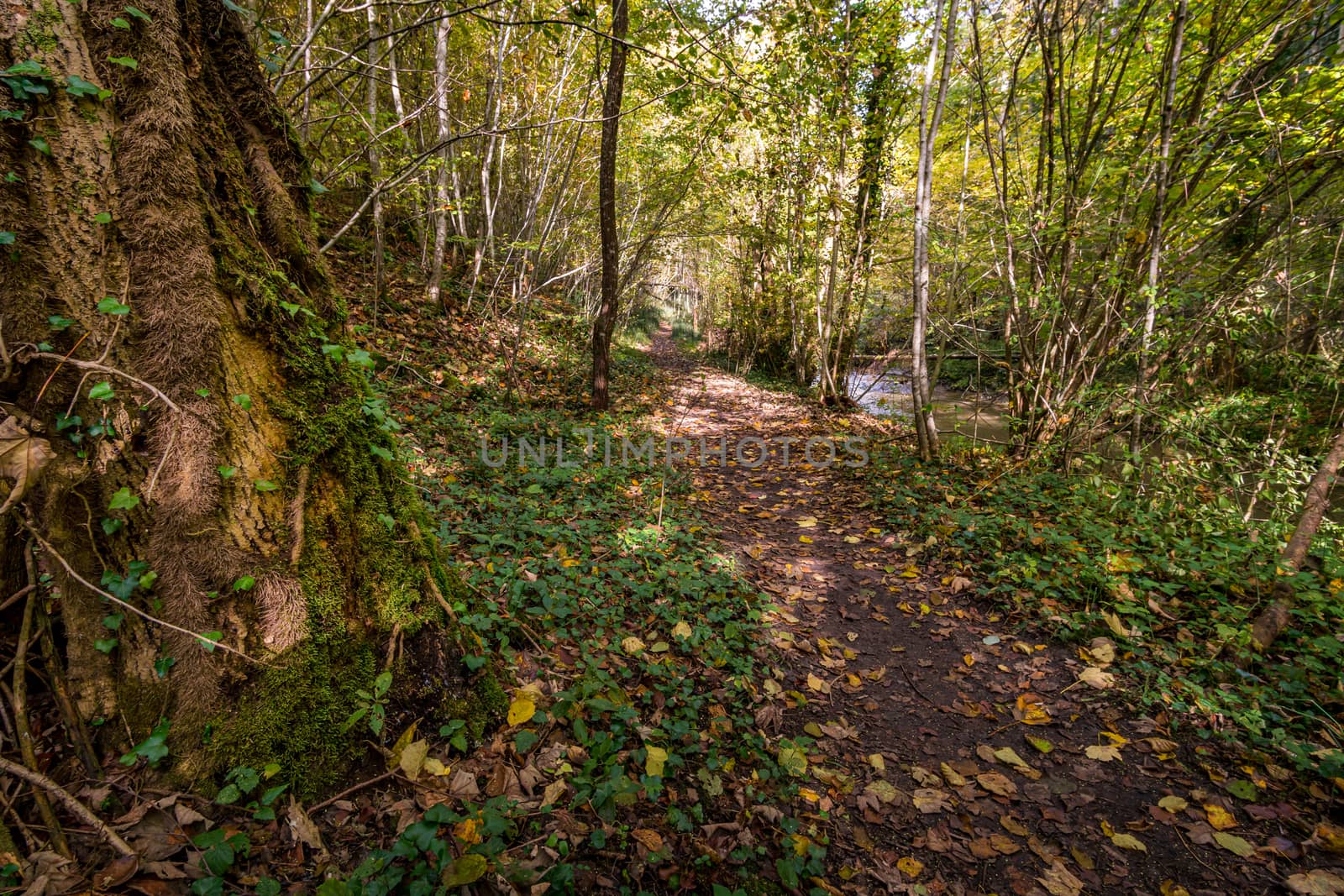 Fantastic autumn hike along the Aachtobel to the Hohenbodman observation tower by mindscapephotos