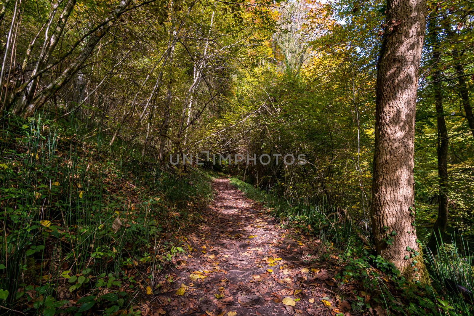 Fantastic autumn hike along the Aachtobel to the Hohenbodman observation tower by mindscapephotos