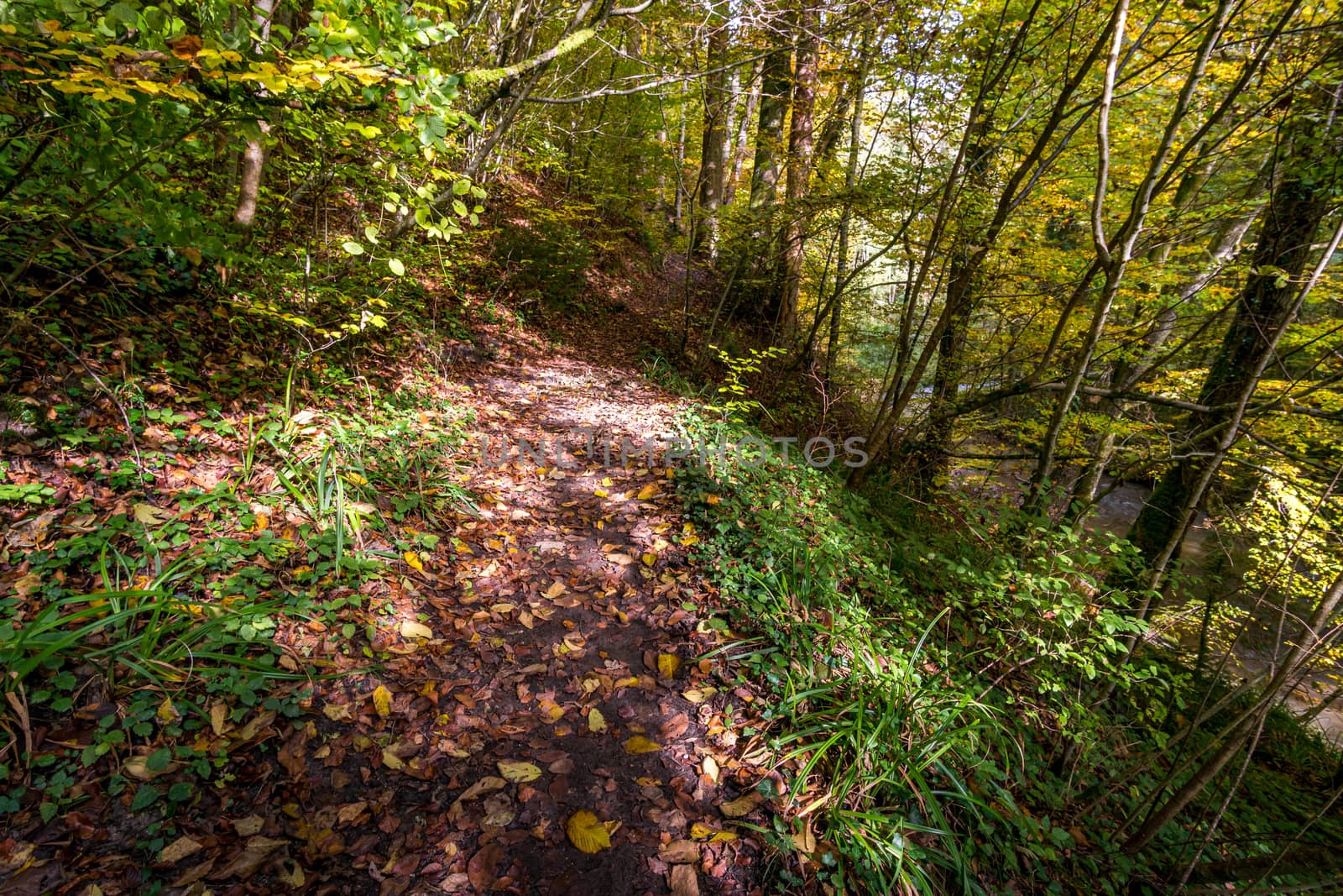 Fantastic autumn hike along the Aachtobel to the Hohenbodman observation tower by mindscapephotos