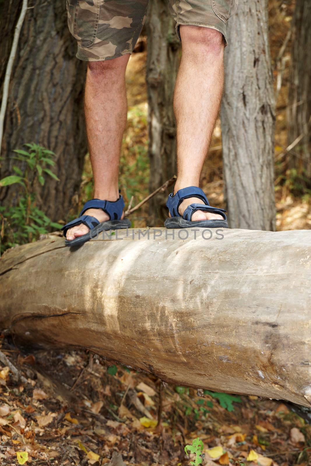 a man crosses a ravine through a fallen tree close up