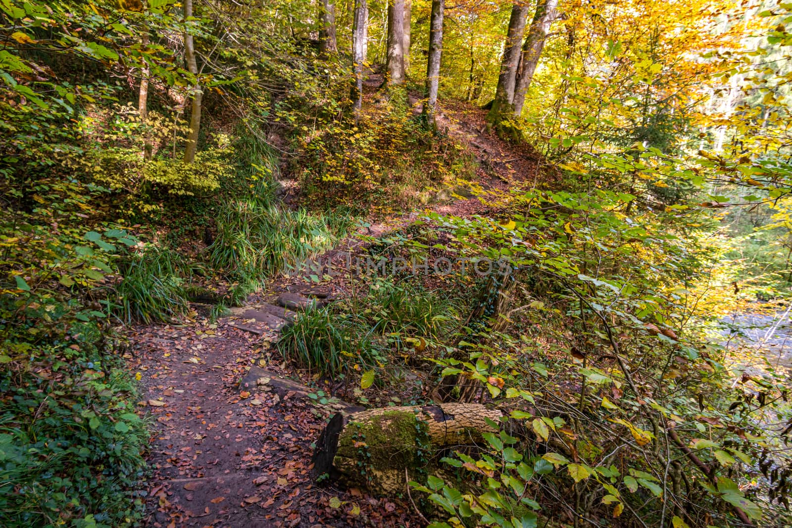 Fantastic autumn hike along the Aachtobel to the Hohenbodman observation tower near Lake Constance