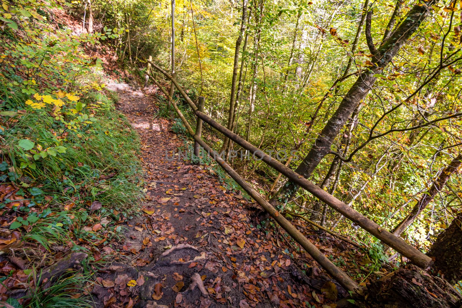 Fantastic autumn hike along the Aachtobel to the Hohenbodman observation tower by mindscapephotos