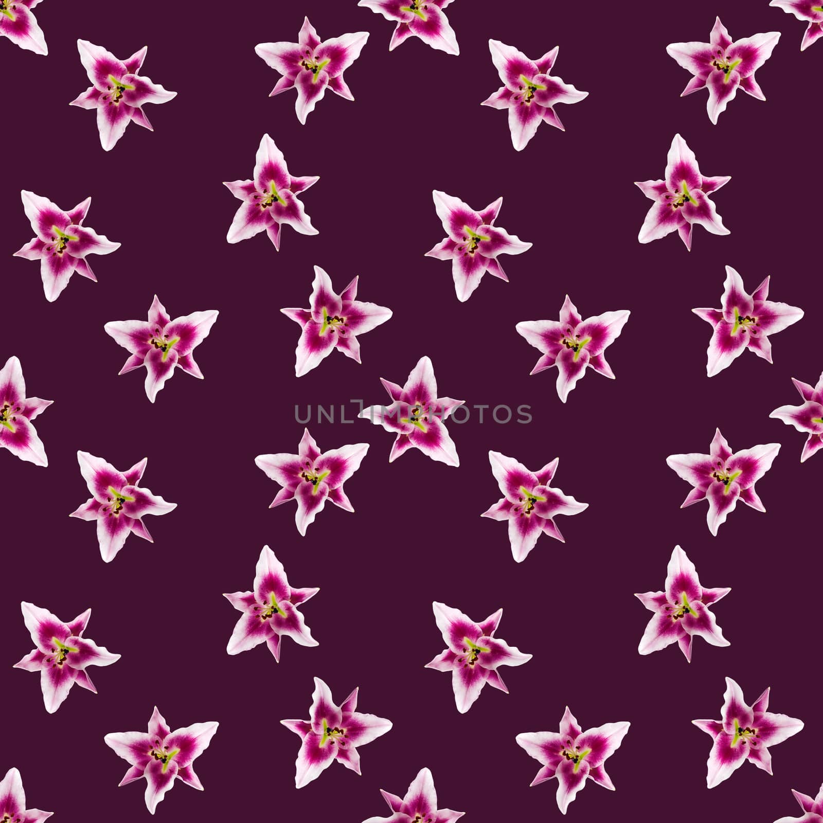 seamless pattern of pink Lily flower bloom. Pink lily flowers over pink background seamless texture. flat lay flower pattern