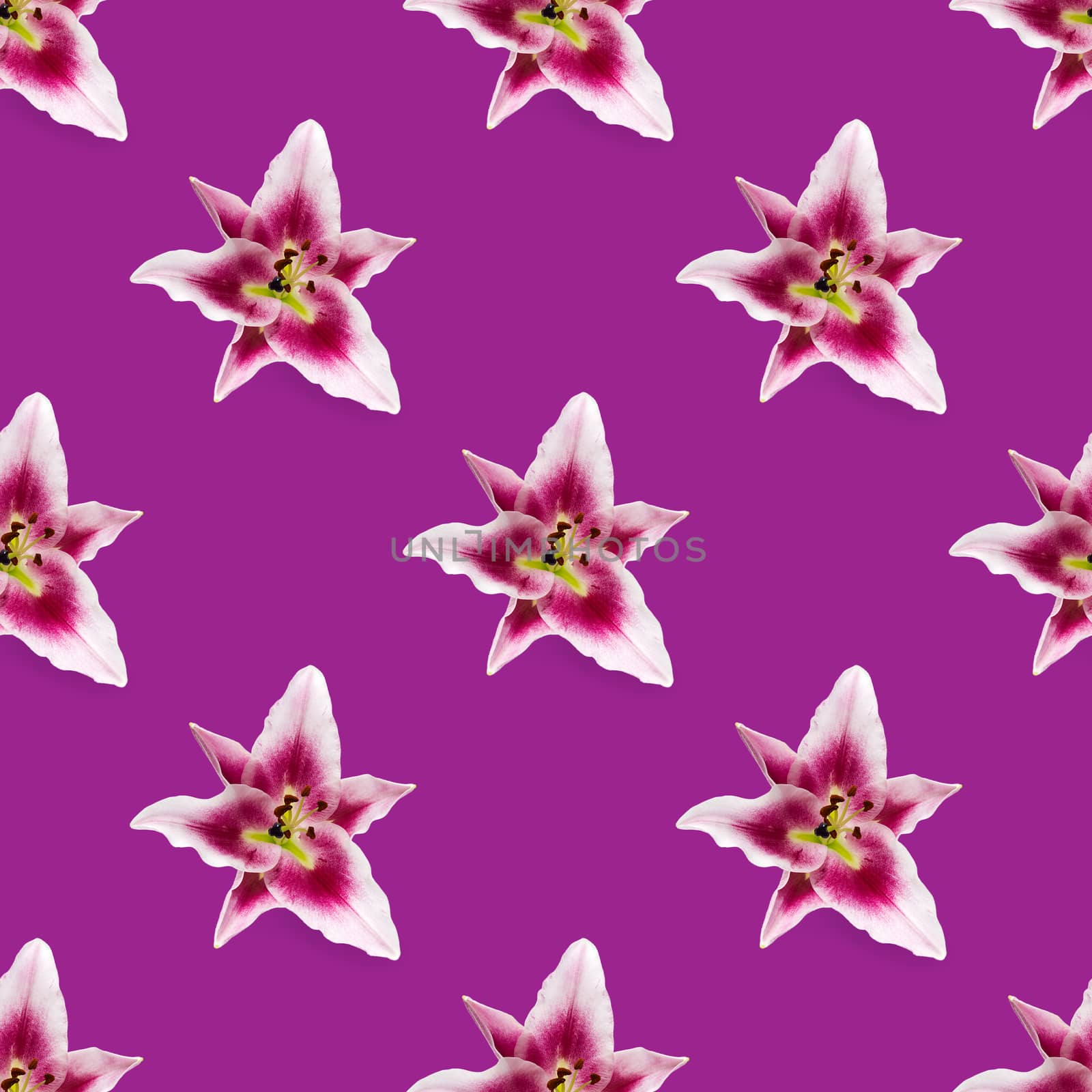 seamless pattern of pink Lily flower bloom. Pink lily flowers over pink background seamless texture. flat lay flower pattern