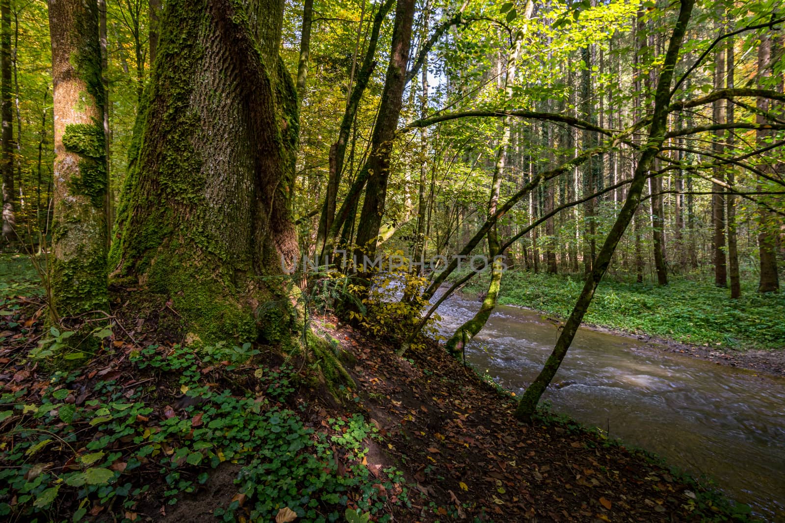 Fantastic autumn hike along the Aachtobel to the Hohenbodman observation tower near Lake Constance