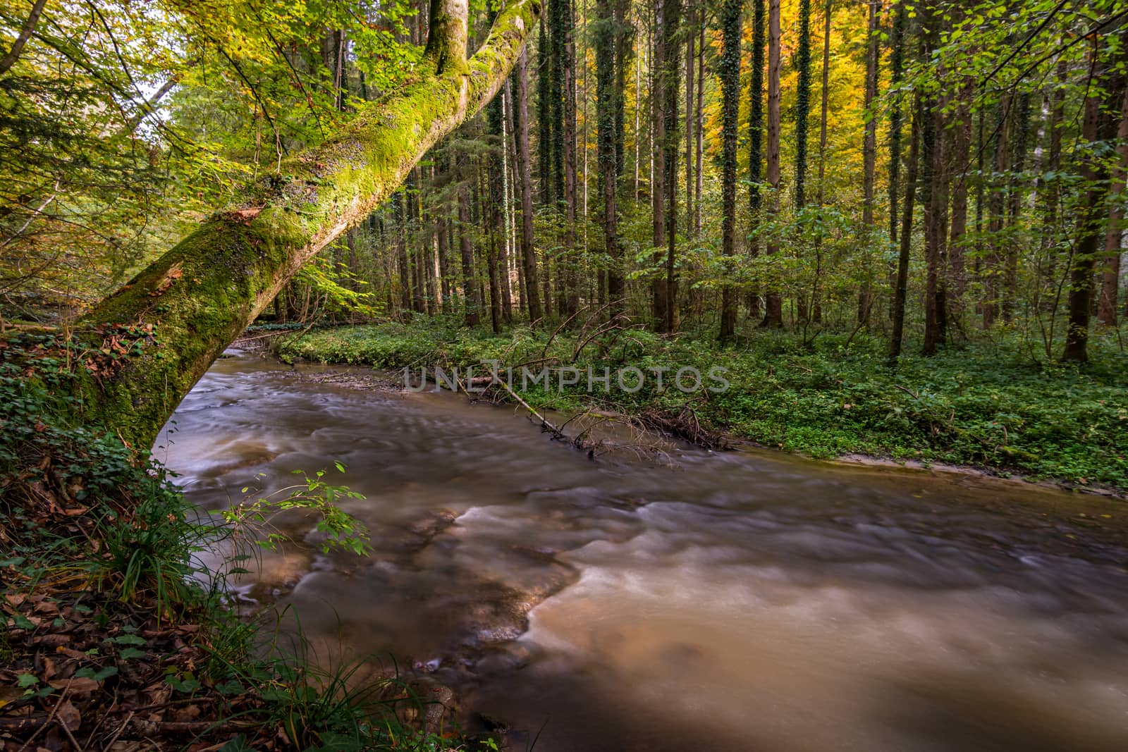 Fantastic autumn hike along the Aachtobel to the Hohenbodman observation tower by mindscapephotos