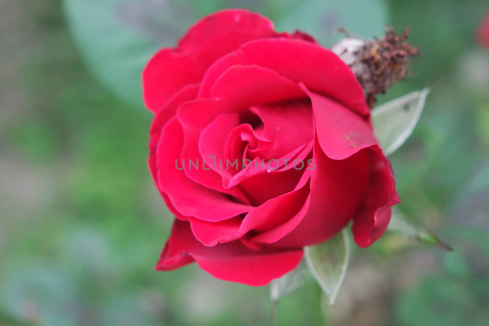 Closeup with selective focus on red flower with green leaves in background