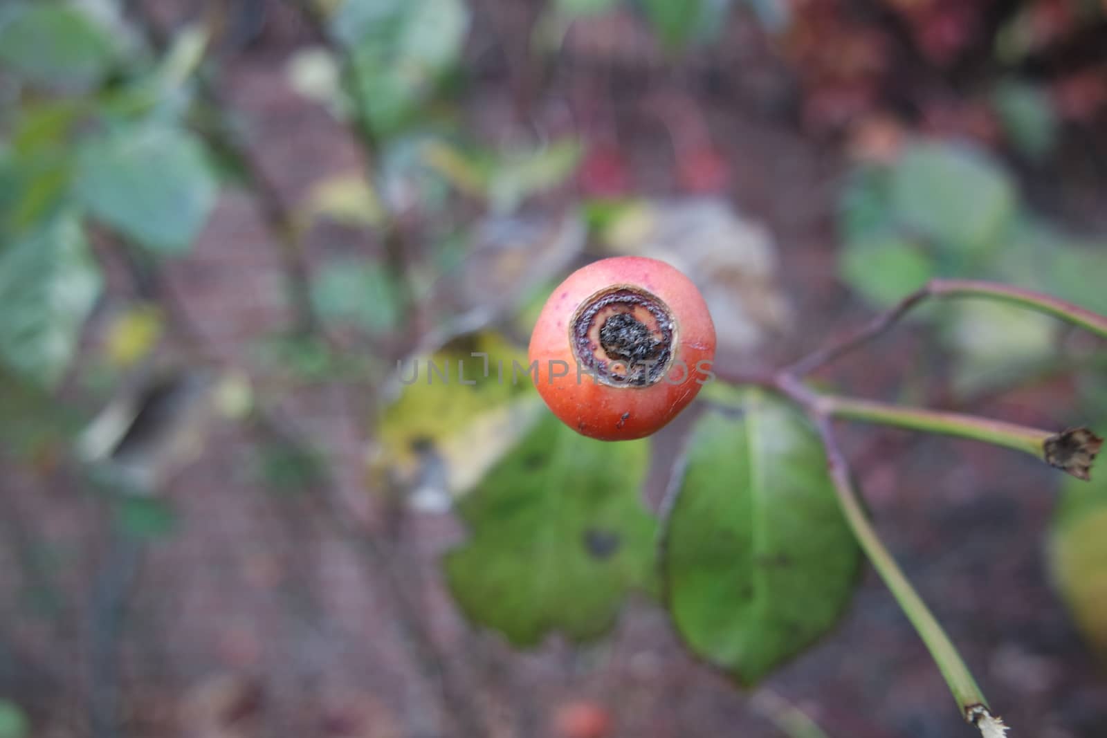 Close up of ripe red berries on branches of rose hips tree with golden leaves by Photochowk