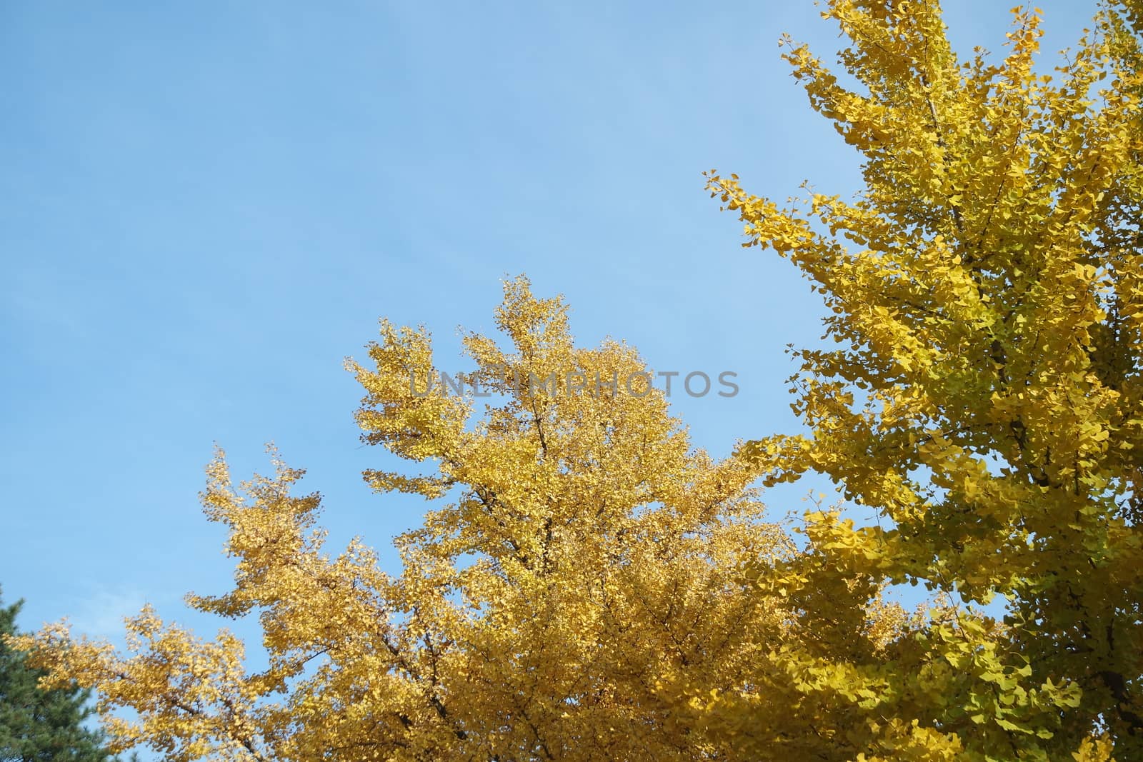 Colorful leaves on trees in park by Photochowk