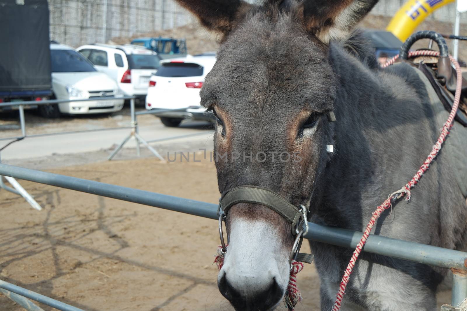 Close-up on a donkey head profile in a natural environment in day time by Photochowk