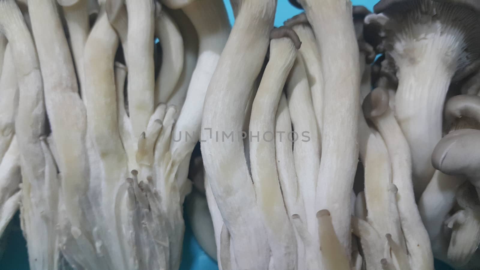 Closeup view of big pile of fresh harvested mushrooms. Food background of mushrooms in market for sale. A Vegetables background