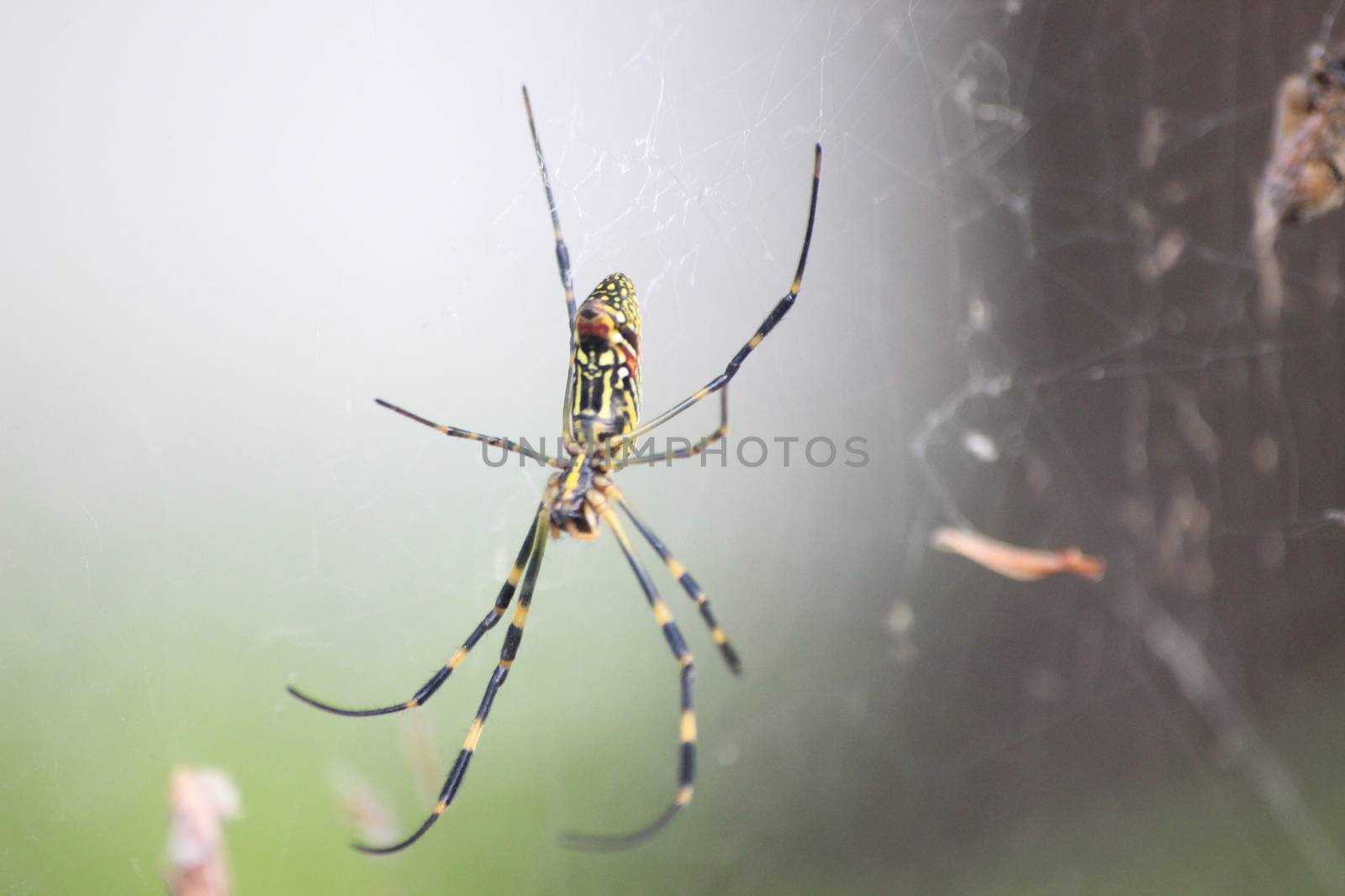 Closeup view with selective focus on a giant Spider and spider webs with blurred green jungle background