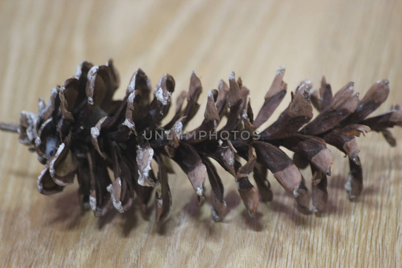 Close-Up of pine cone on wooden floor background by Photochowk