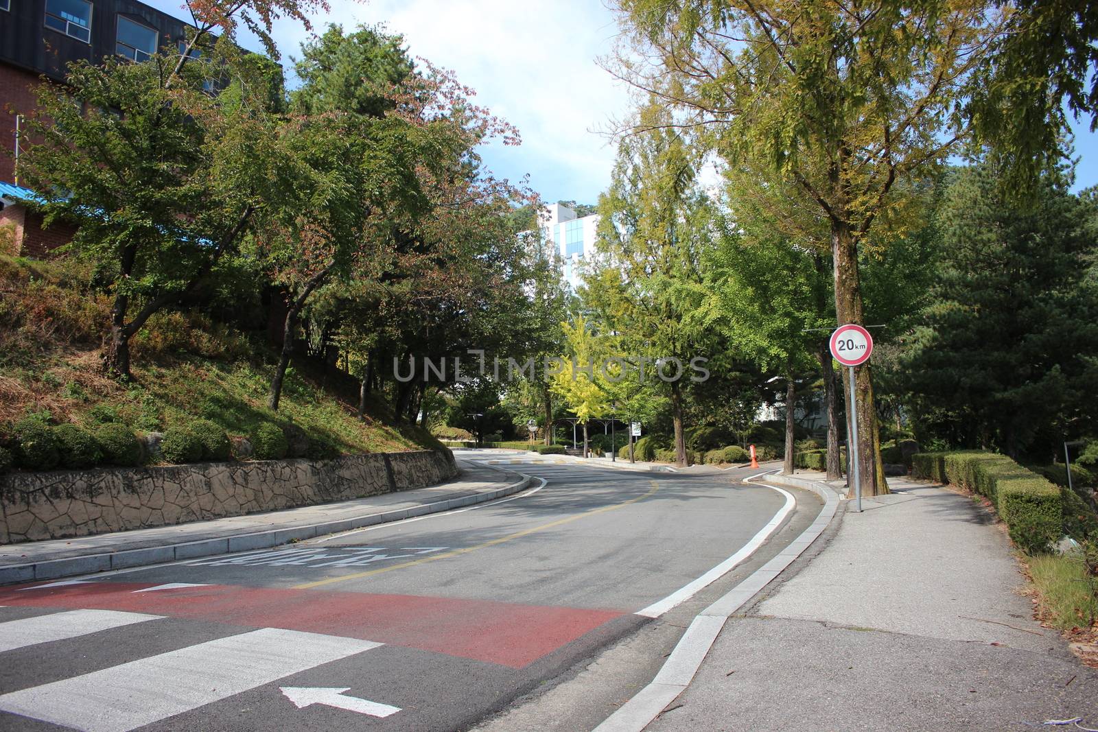 Paved road between trees with road lines and zebra crossing