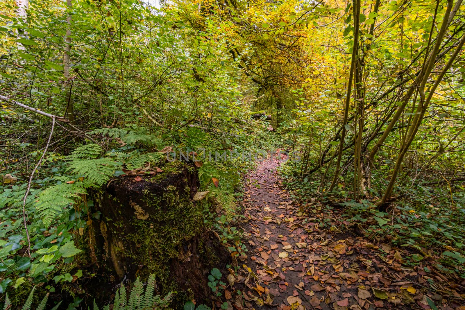 Fantastic autumn hike along the Aachtobel to the Hohenbodman observation tower near Lake Constance