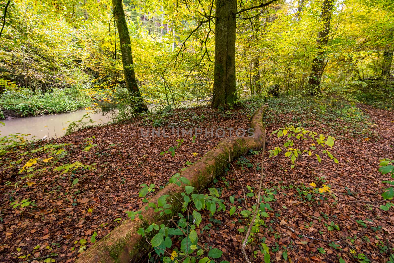 Fantastic autumn hike along the Aachtobel to the Hohenbodman observation tower by mindscapephotos