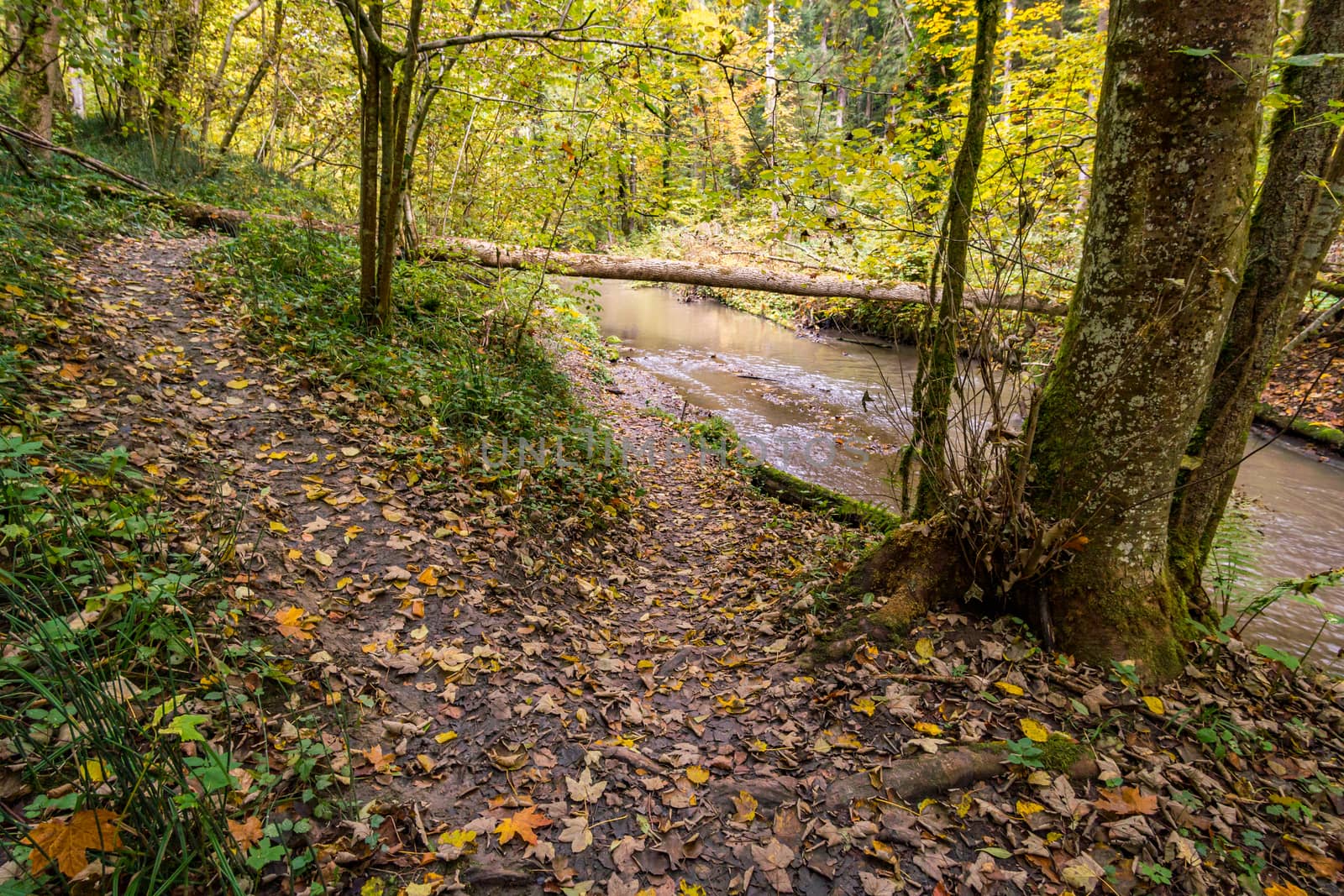 Fantastic autumn hike along the Aachtobel to the Hohenbodman observation tower near Lake Constance