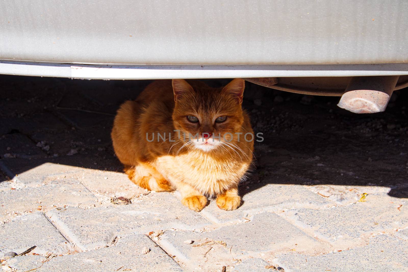 Cat running away from humans!