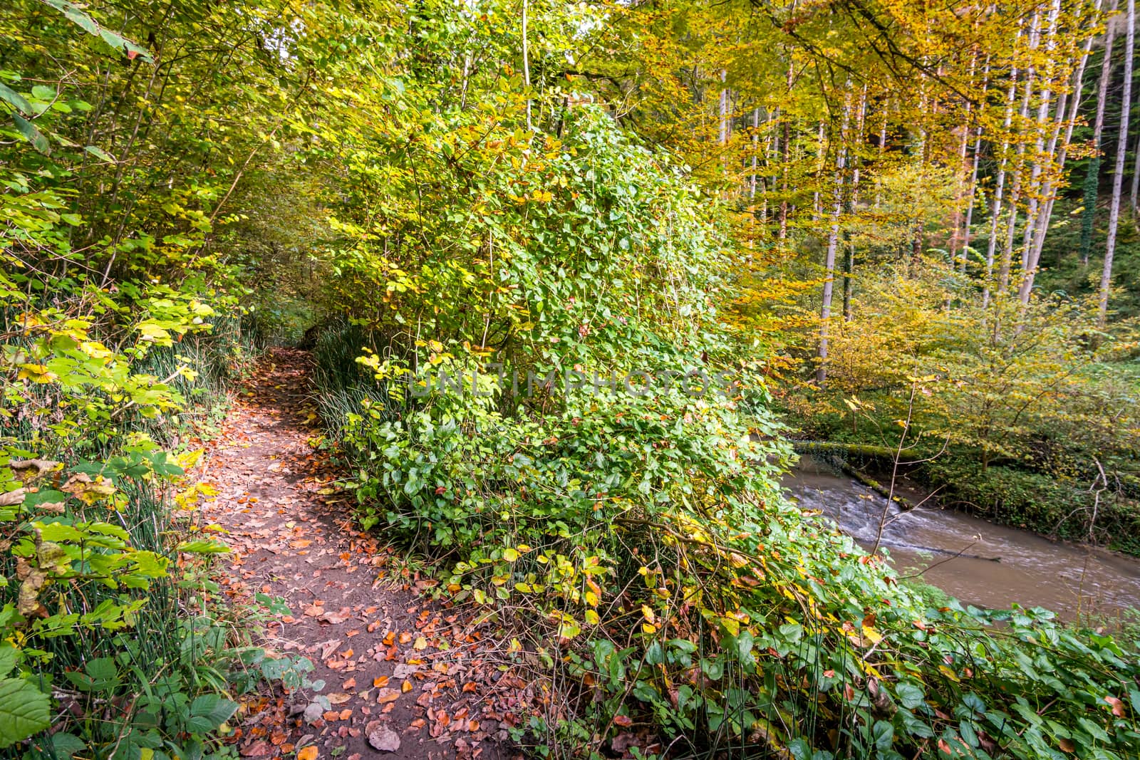 Fantastic autumn hike along the Aachtobel to the Hohenbodman observation tower near Lake Constance