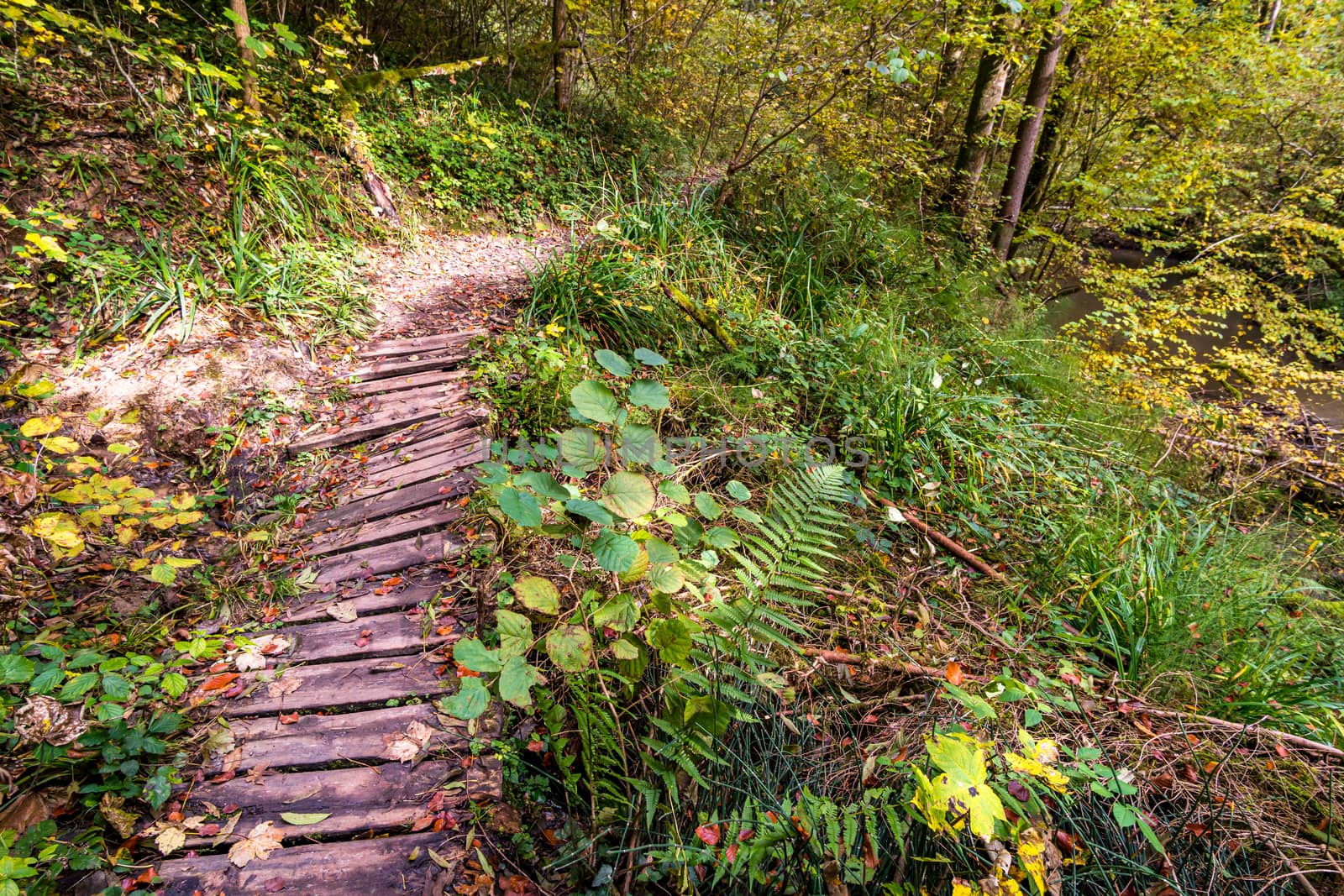 Fantastic autumn hike along the Aachtobel to the Hohenbodman observation tower by mindscapephotos