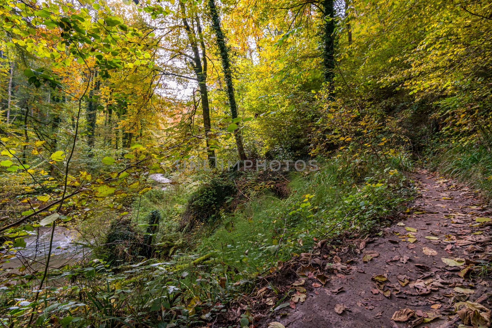 Fantastic autumn hike along the Aachtobel to the Hohenbodman observation tower by mindscapephotos