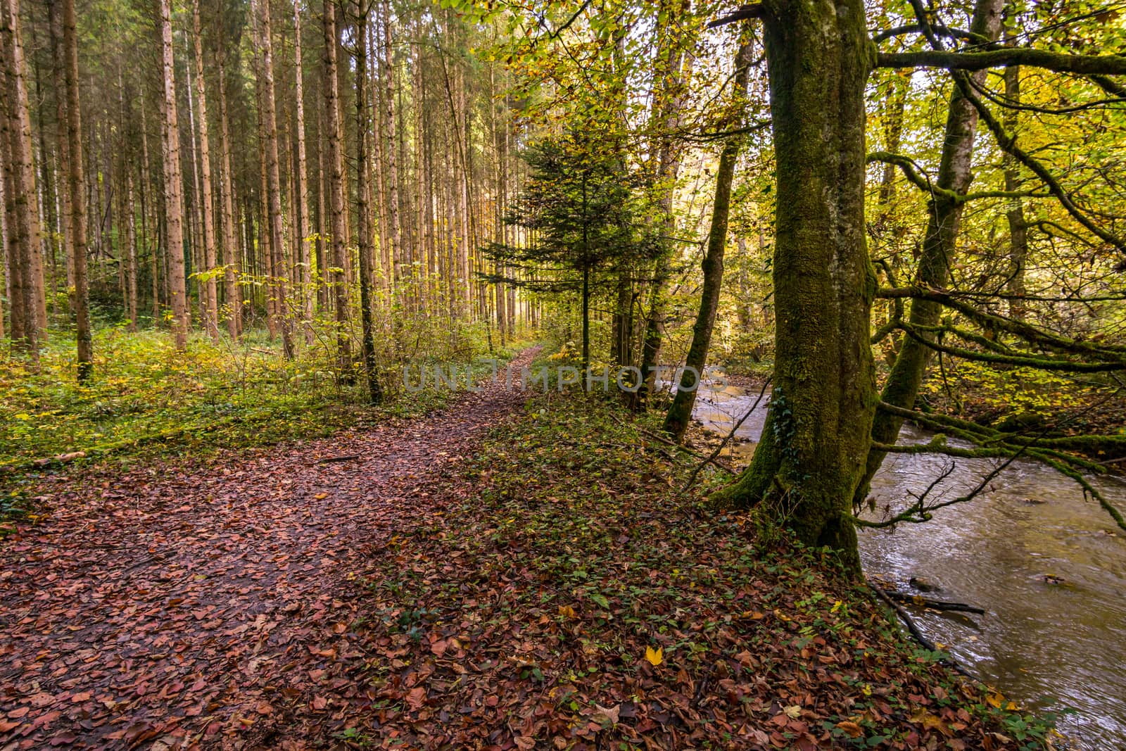 Fantastic autumn hike along the Aachtobel to the Hohenbodman observation tower by mindscapephotos