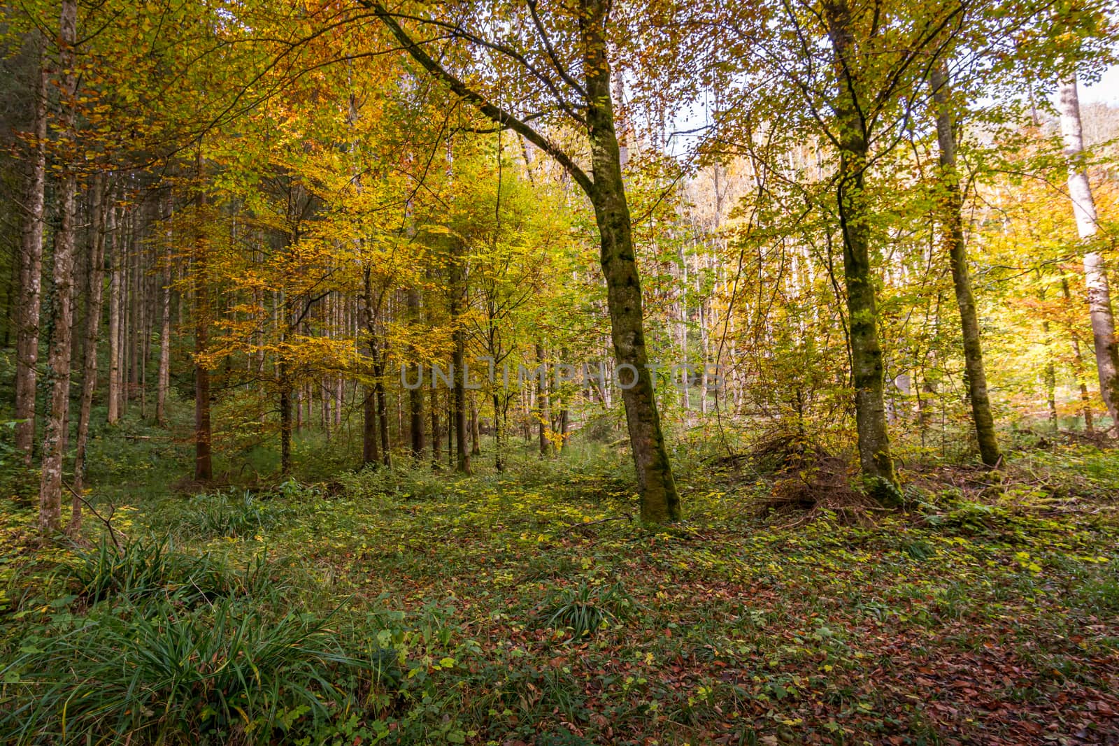 Fantastic autumn hike along the Aachtobel to the Hohenbodman observation tower near Lake Constance