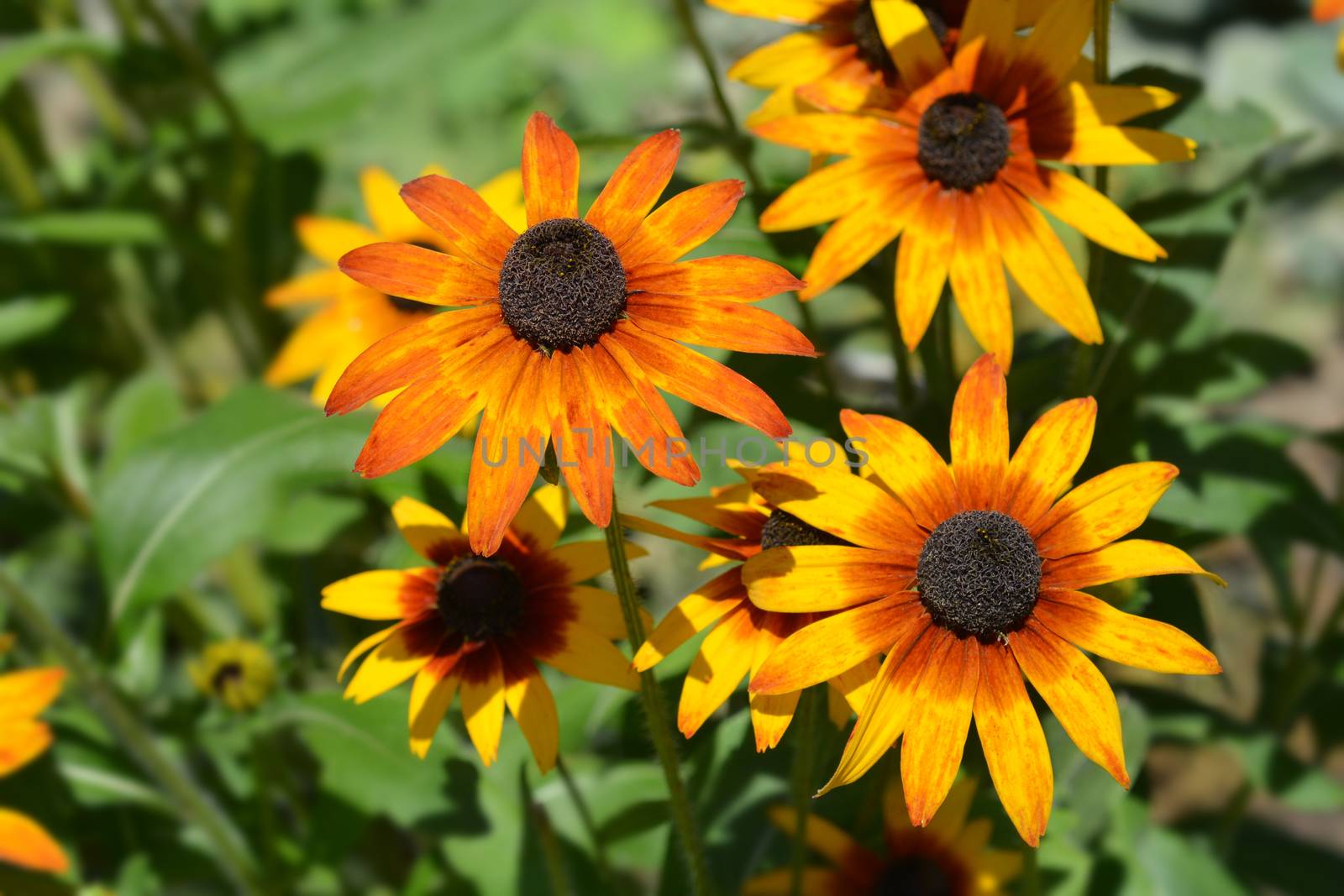 Tetra Gloriosa Daisy flowers - Latin name - Rudbeckia hirta Tetra Gloriosa