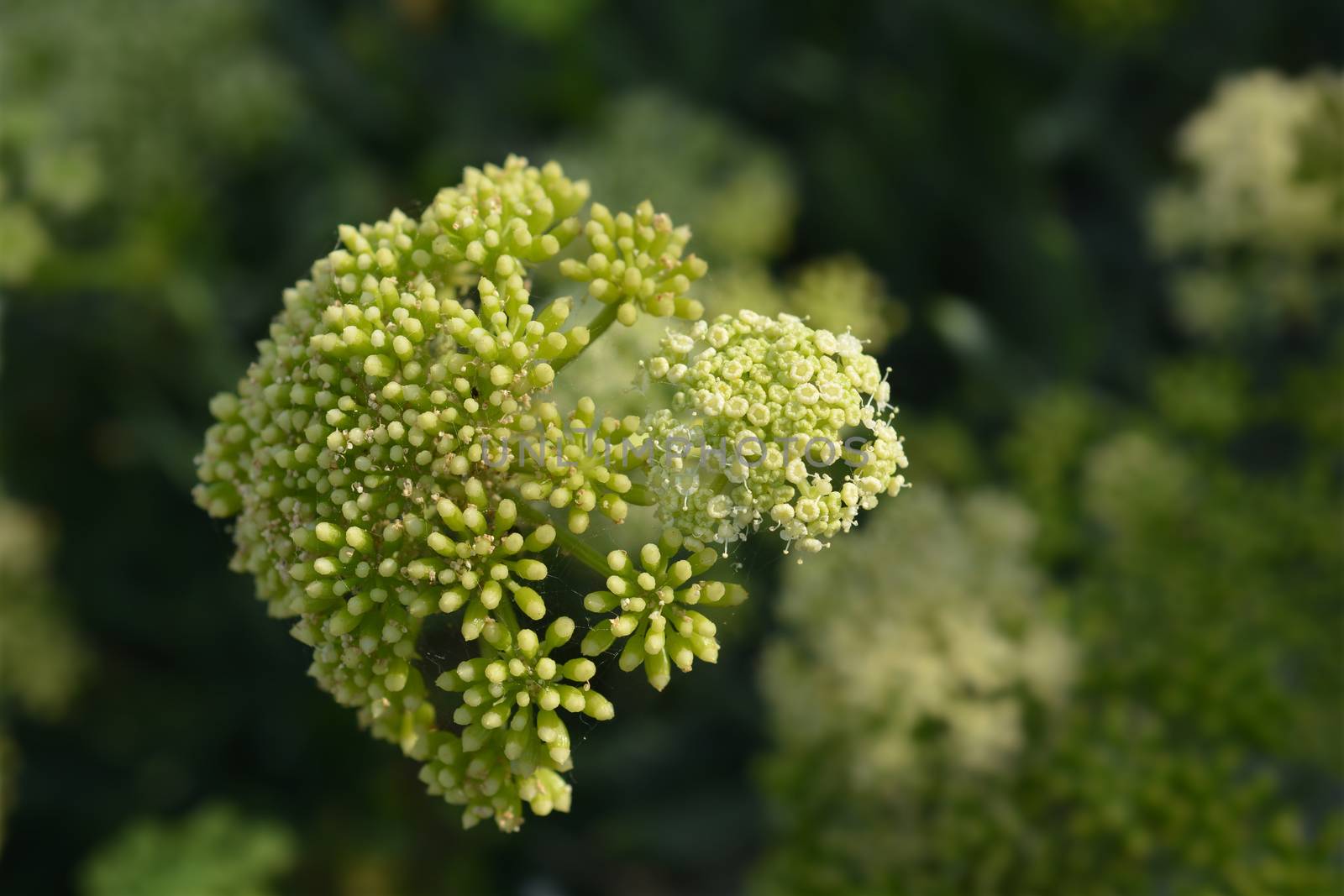 Sea fennel flowers by nahhan