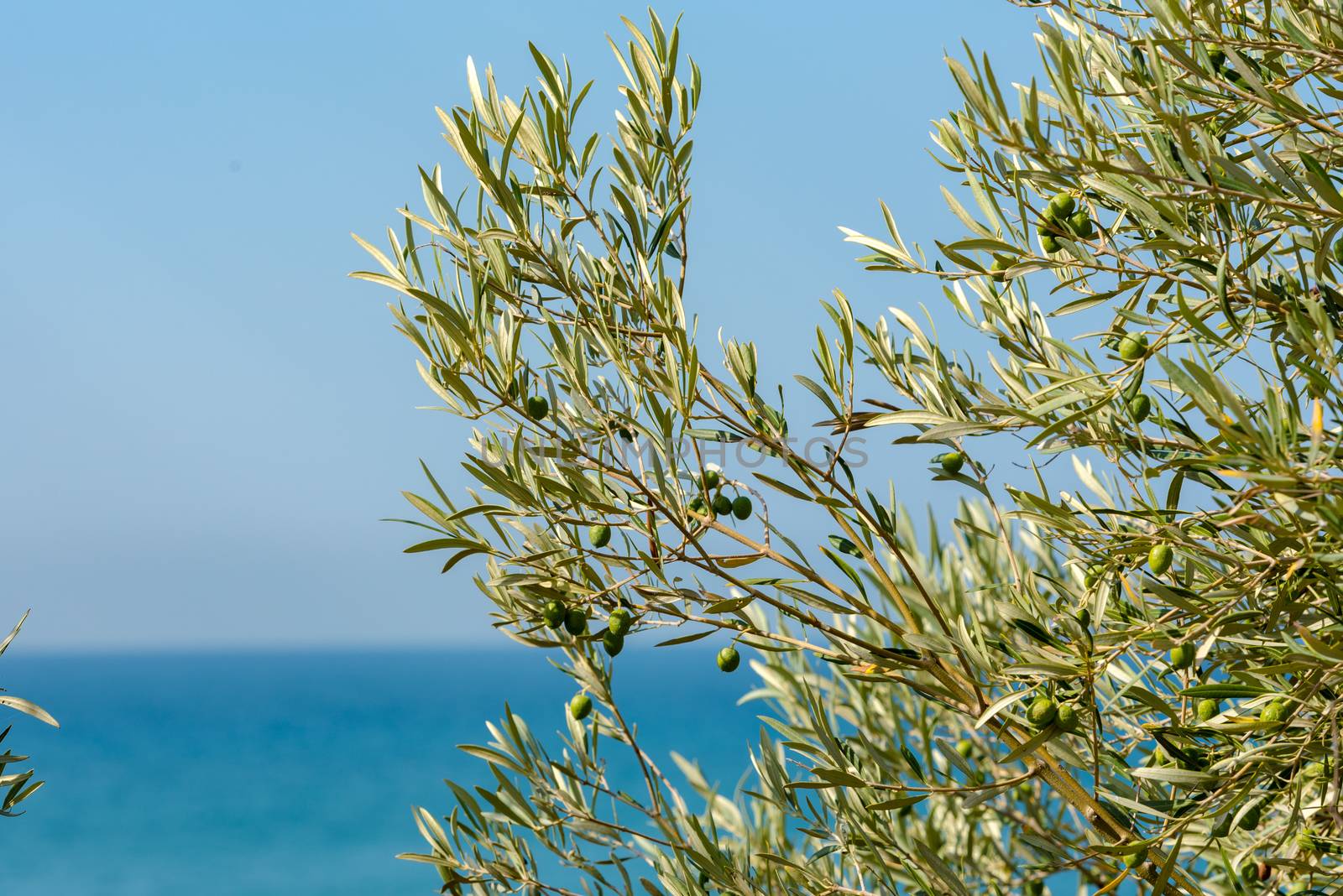 Olive branch detail by martinscphoto