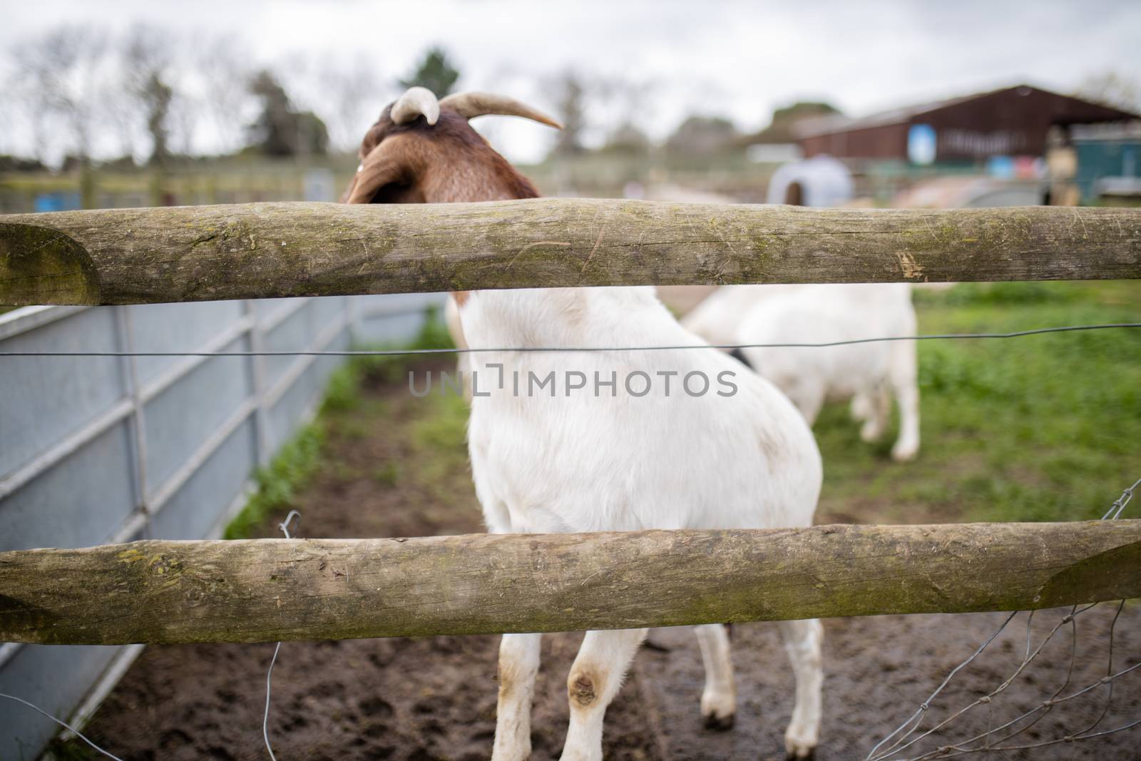 White and brown goat prancing joyfully behind a fence in a farmyard by Kanelbulle