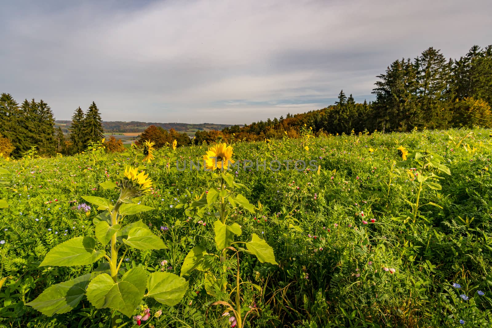 Fantastic autumn hike along the Aachtobel to the Hohenbodman observation tower by mindscapephotos