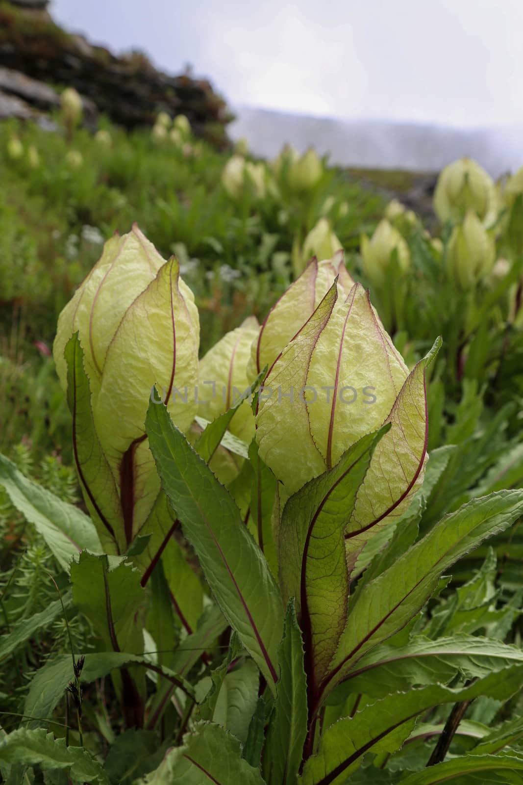 Flower of Himalayas Brahma Kamal Scientific name Saussurea obvallata . by stocksvids