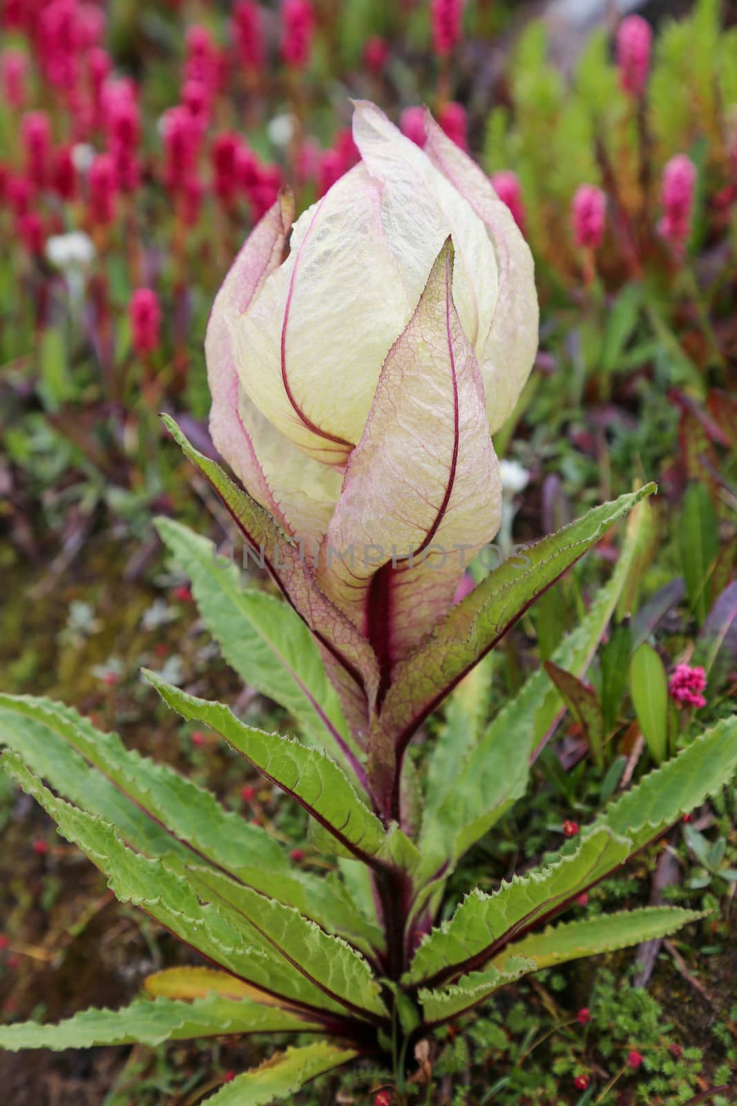 Flower of Himalayas Brahma Kamal scientific name Saussurea obvallata. Saussurea obvallata is a species of flowering plant in the Asteraceae.