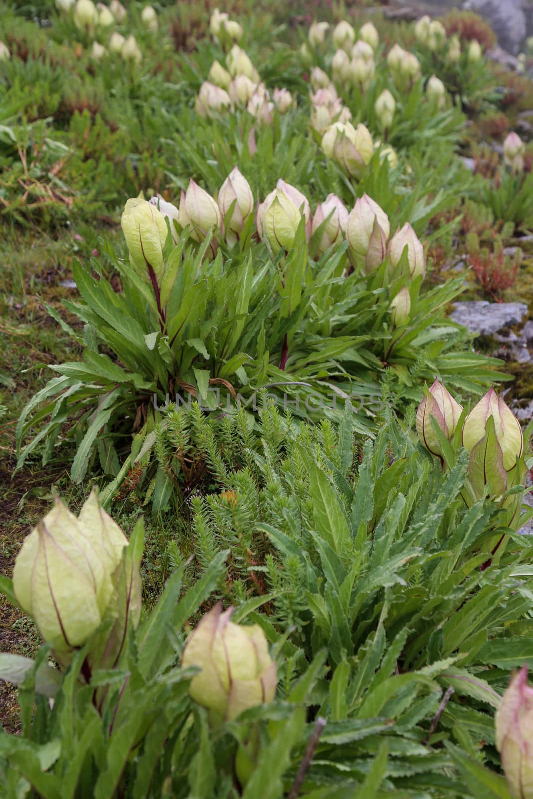 Flower of Himalayas Brahma Kamal Scientific name Saussurea obvallata . by stocksvids