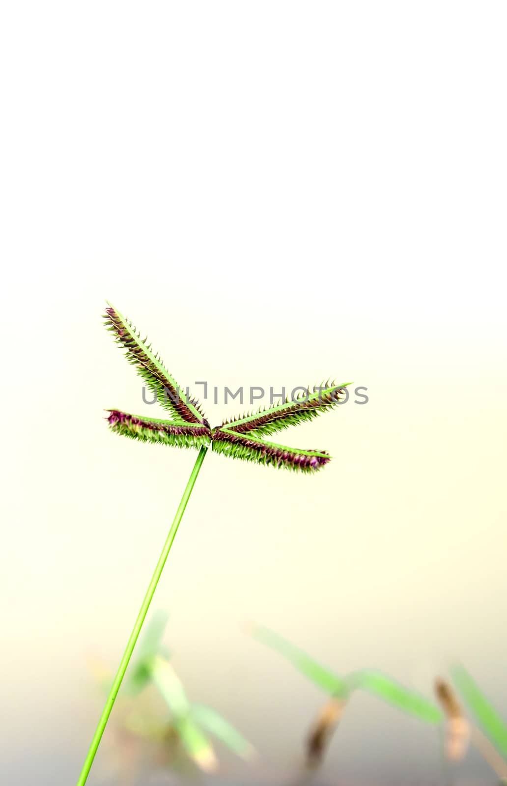 Flower of Crowfoot grass on white background