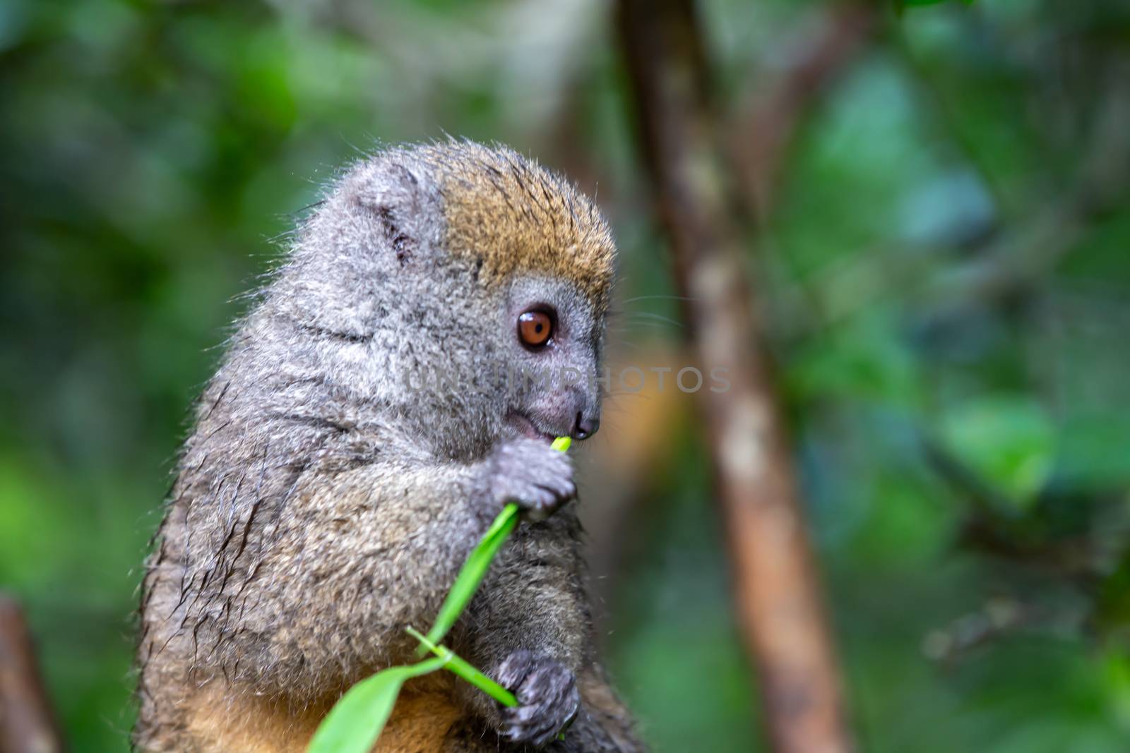 One bamboo lemur with a blade of grass on a branch