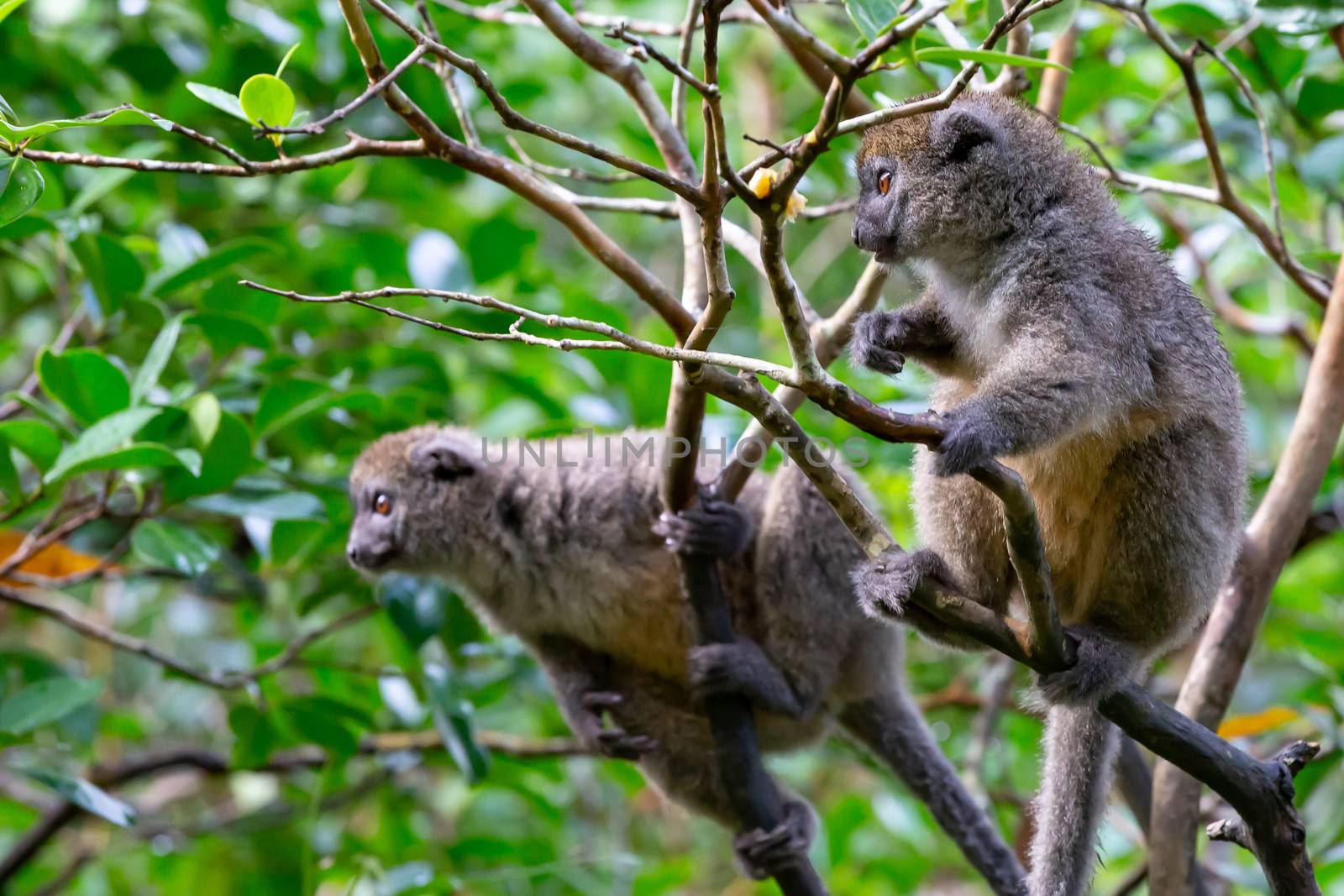 The Funny bamboo lemurs on a tree branch watch the visitors